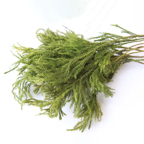 Natural Dried Lycopodium Flowers Branch Forest Style Dried Plant Stem Green Foliage for Home Decor Floral Arrangement