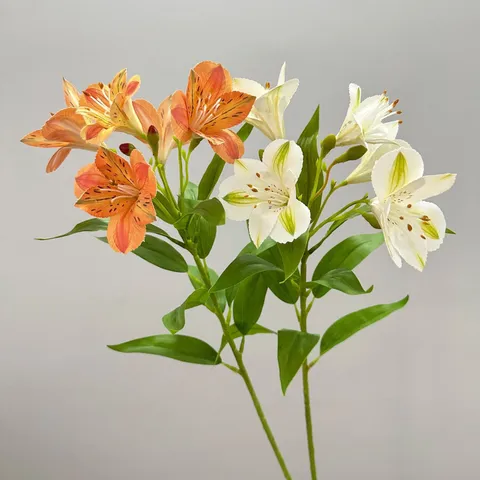 Technita Anthi Krinos Alstroemeria Psevda Anthi Mpouketa Gia Diakosmisi Spitiou Gamou Party Fotografia Exoteriki Anthokomiki Synthesi