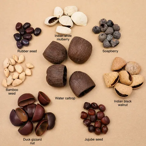 Natural Dried Nut Shell Seeds For DIY Wind Chime Material Handmade Craft Hanging Ornaments Botanical Decorative Components