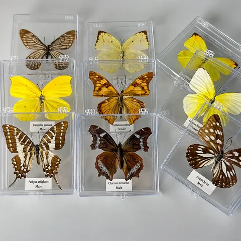 Spécimen de Papillon Réel en Boîte Transparente pour l'Artisanat DIY Cadre Photo Fait Maison Éducation Scientifique Biologique Cadeau Étudiants