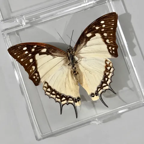 Spécimen de Papillon Réel en Boîte Transparente pour l'Artisanat DIY Cadre Photo Fait Maison Éducation Scientifique Biologique Cadeau Étudiants