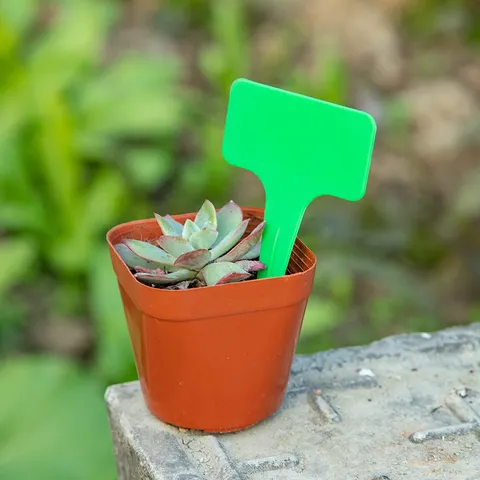 T-Type Plant Labels Thickened Plastic Garden Tags Waterproof Nursery Markers For Potted Plants Flowers Identification Gardening Tools