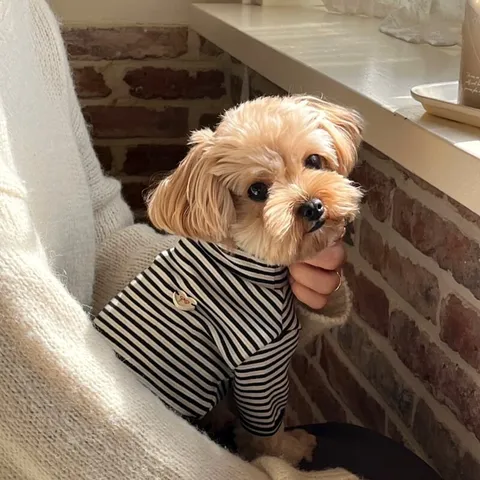 Pet Striped T-Shirt Soft Cotton Blend Knit Bottoming Shirt For Small Dogs And Cats Autumn Casual Striped Pet Clothing With Heart Patch