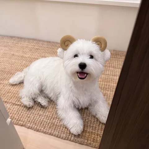 Chapeau Rigolo en Peluche avec Cornes de Chèvre pour Animaux Couvre-Chef d'Hiver Chaud Bandeau Oreilles de Mouton pour Chiens Chats