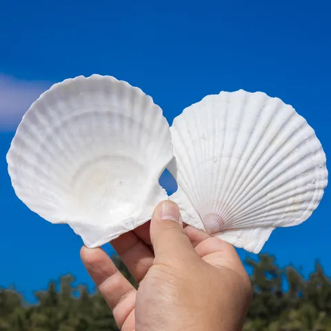 Natürliche Weiße Jakobsmuscheln Große Meeresschalen Für DIY Malerei Handwerk Mediterranen Stil Wohnkultur Kindergarten Materialien