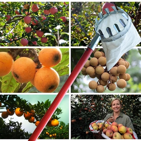 Raccoglitore Di Frutta In Acciaio Inossidabile Strumento Di Raccolta Con Borsa In Tela Giardino Albero Da Frutto Attrezzatura