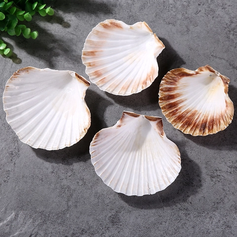 Natural Scallop Shells Large White Sea Shells For DIY Crafts Home Decor Aquarium Landscaping Coastal Beach Wedding Decoration