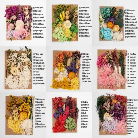 Natural Dried Preserved Flowers For DIY Crafts Handmade Photo Frame Greeting Card Assorted Real Pressed Floral Collection