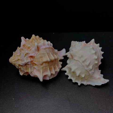 Natural Red Bone Murex Sea Shell Pink White Spiky Texture Home Ornament Aquarium Decor Coastal DIY Craft Collectible