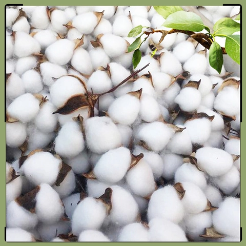 Natural Dried Cotton Heads With Iron Wire For DIY Floral Arrangement Christmas Tree Decoration Rustic Home Decor