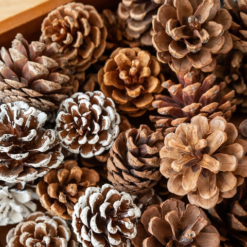 Piñas De Pino Naturales Decoración De Navidad Material De Manualidades Para Árbol Corona Ornamento Puntas De Nieve Plata Marrón