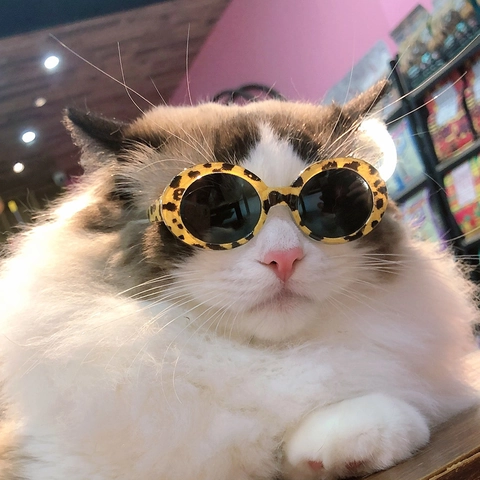 Lunettes De Soleil Pour Animaux Cadre Rond Protection UV Plastique Coloré Rétro Pour Chiens Chats Chiots Chatons Accessoires Photo