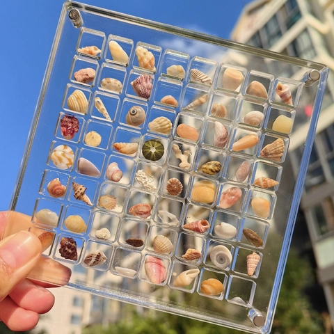 Acrylic Shell Specimen Display Box Natural Sea Shell Multi Grid Transparent Desktop Ornament Collection Case Square Magnetic