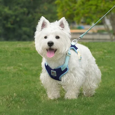 Dog Harness And Leash With Mini Backpack Breathable Adjustable Color-Block Nylon Mesh Vest For Small Medium Dogs