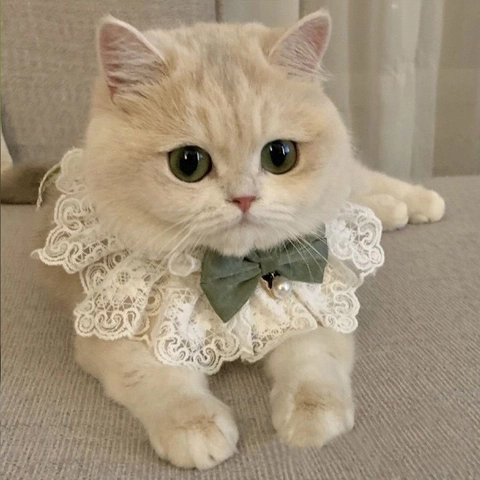 Haustier Spitze Halsband Latz Mit Schleife Und Künstliche Perlenanhänger Eleganter Dekoschal Für Katzen Kleine Hunde Süßer Stil