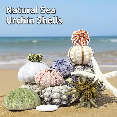 Natural Sea Urchin Shell Ocean Theme Home Decor Specimen For Air Plants DIY Marine Crafts Coastal Ornament