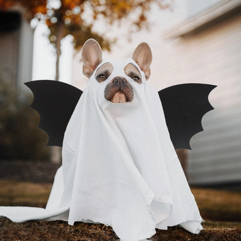 Ali Da Pipistrello E Maschera Di Halloween Per Bambini Accessori Per Costumi In Feltro Cosplay