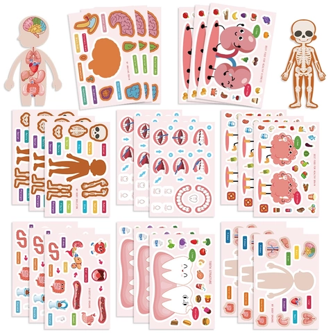 Adesivi Anatomia Umana PVC Impermeabile Educativo Organi Medici Ossa Cervello Per Laptop Borraccia Valigia Cartone Animato