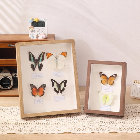 Vlinder Specimen Display Frame Shadow Box Houtnerf Hout Decoratief Hol Desktop Muur Opknoping Ornament