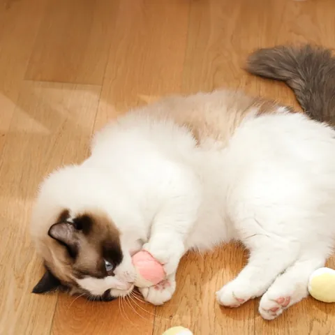 Palle Giocattolo per Gatti in Peluche Silenziose Interattive Pom Pom in Poliestere Morbido Colorato per Gatti da Interno Esercizio di Inseguimento
