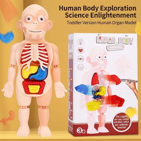 Human Body Anatomy Model Plastic Removable Organs Skeleton STEM Educational Science Learning Toy For Kids