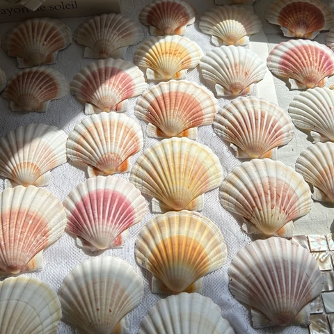 Natural Queen Scallop Shell Pink White Striped Sea Conch Fan Shaped Large Shell For Home Decor Desktop Specimen Collection