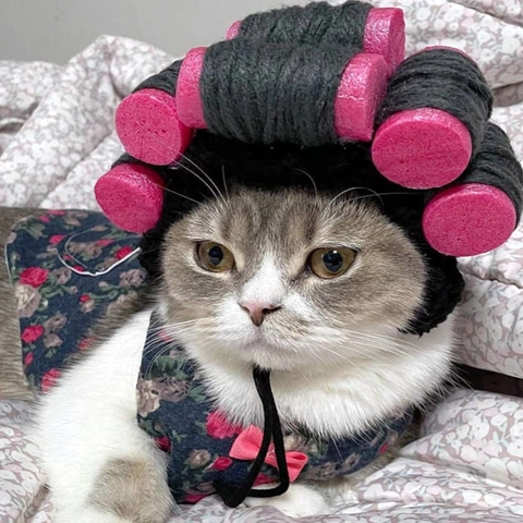 Grappige Gebreide Huisdier Hoed Huisbazin Pruik Met Spons Krulspelden Voor Katten Honden Halloween Feest Kostuum Verstelbaar