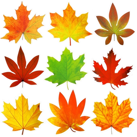 Autumn Maple Leaves Cutouts Colorful Cardstock Paper Decorations For Thanksgiving Bulletin Board Classroom Wall Window Decor
