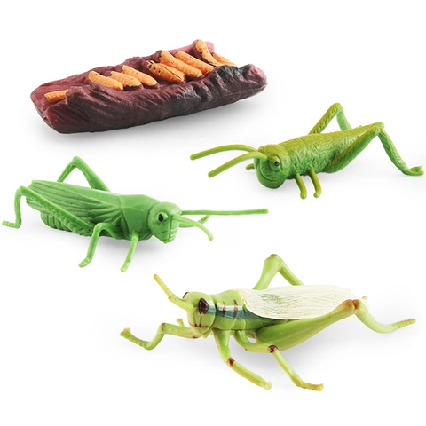 Figurine Ciclo Di Vita Insetti Simulazione Crescita Modelli Animali PVC Giocattoli Educativi Apprendimento Scientifico Per Bambini