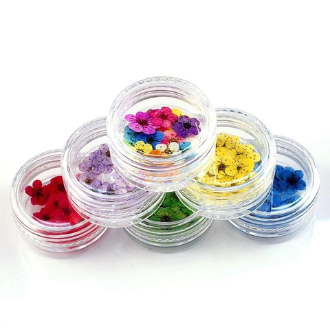 Natural Dried Flowers Small Plum Blossom Pressed Flowers For Nail Art Resin Epoxy Phone Case DIY Craft Making Box