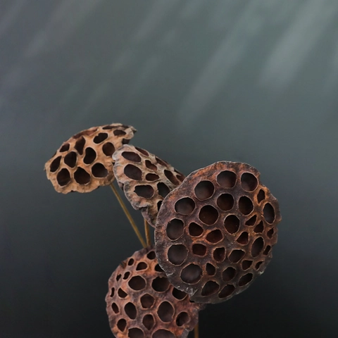 Natural Dried Lotus Pods With Bendable Stems Seedless Floral Arrangement Home Desktop Decoration Zen Style Retro