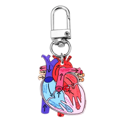 Hart Anatomie Sleutelhanger Acryl Medische Student Cadeau Wetenschap Onderwijs Orgaan Hanger