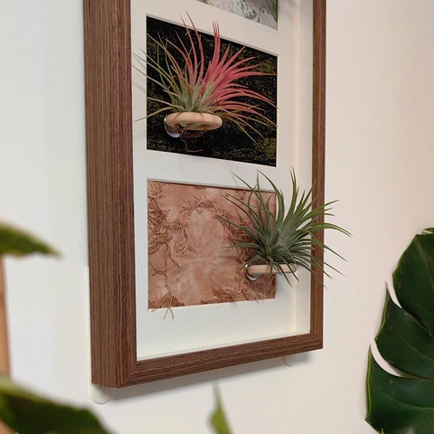 Wood Air Plant Display Holder Frame For Tillandsia Wall Hanging Vertical Desktop Decorative Empty Frame No Plants
