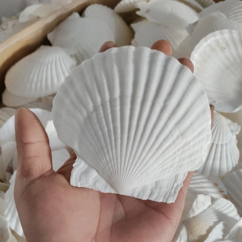 Scallop Shells Natural White Seashells For DIY Painting Crafts BBQ Plate Mediterranean Style Home Decor