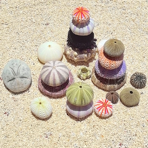 Natural Sea Urchin Shell Ocean Theme Home Decor Specimen For Air Plants DIY Marine Crafts Coastal Ornament