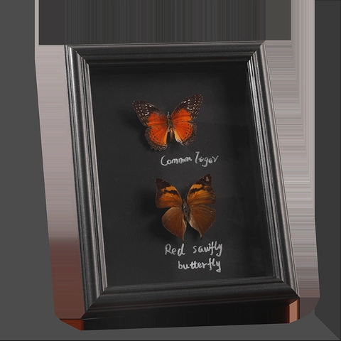 Real Butterfly Specimen Shadow Box Frame Handmade Insect Taxidermy Display Wood Glass Home Tabletop Wall Decor