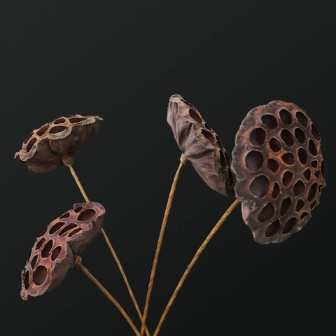 Natural Dried Lotus Pods With Bendable Stems Seedless Floral Arrangement Home Desktop Decoration Zen Style Retro