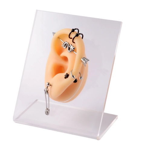 Silikon Ohrmodell Mit Transparentem Acryl Ständer Für Ohrring Piercing Praxis Realistisch Weich Schmuck Display Werkzeuge