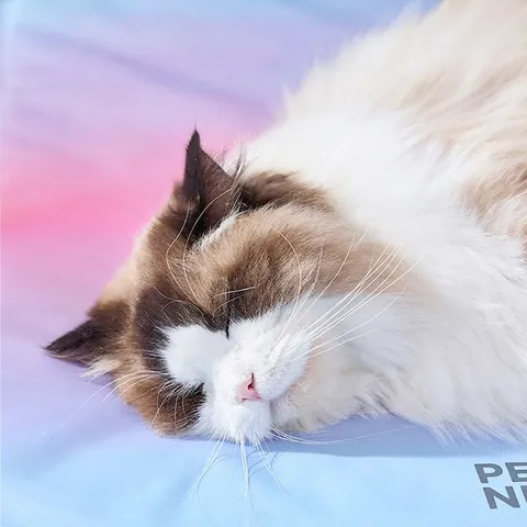 Pet Cooling Mat Summer PVC Gel Waterproof Oval Rainbow Gradient Pad For Cats And Dogs Indoor Bedding