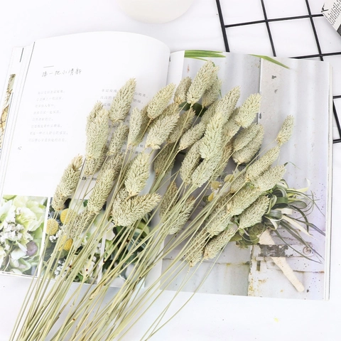 Bouquet De Queue De Lapin Séchée Naturelle Lagurus Ovatus Herbe Gemme Pour Arrangement Floral DIY Déco Maison Boho