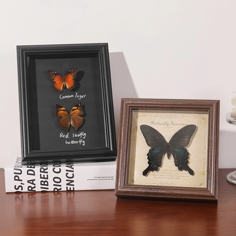 Real Butterfly Specimen Shadow Box Frame Handmade Insect Taxidermy Display Wood Glass Home Tabletop Wall Decor