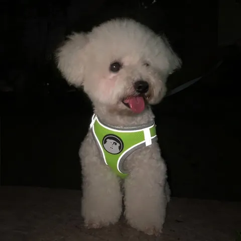 Breathable Mesh Pet Harness And Leash Vest Style Reflective Safety Adjustable For Small Medium Dogs Cats