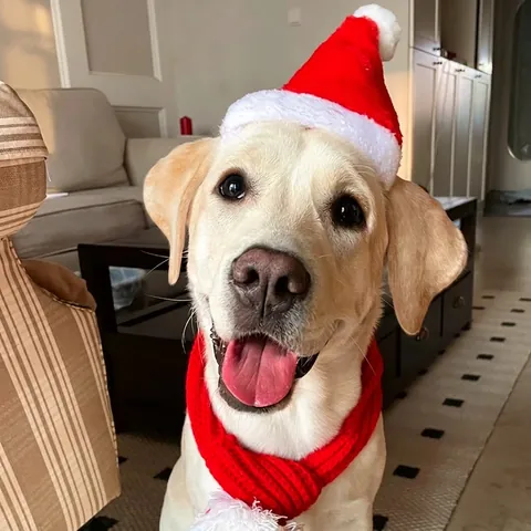 Red Plush Pet Christmas Hat And Scarf For Small Dogs Cats Holiday Party Decoration Soft Festive Headwear