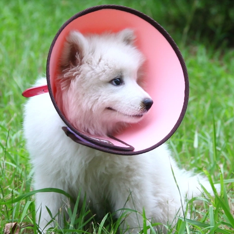 Haustier Elisabethanische Halsband Schutzhalsring Anti-Lecken Biss Kunststoff Verstellbar Weiche Kante Für Hunde Katzen Chirurgie