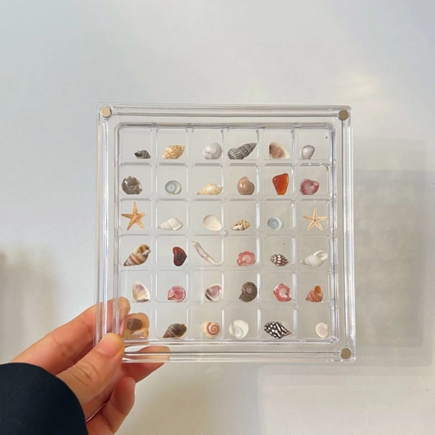 Acrylic Shell Specimen Display Box Natural Sea Shell Multi Grid Transparent Desktop Ornament Collection Case Square Magnetic