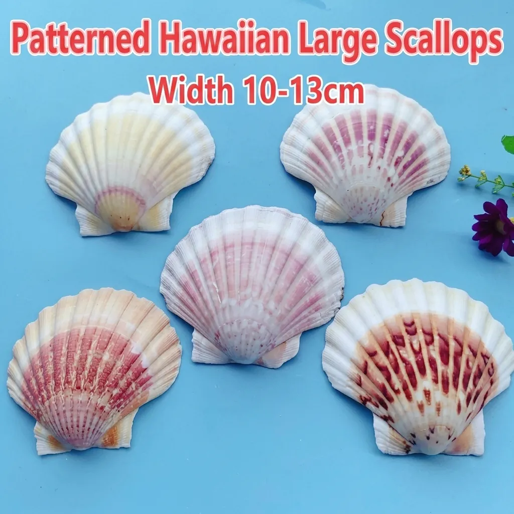 Coquilles Saint-Jacques Naturelles Hawaïennes Décoratives Coquillages Colorés Pour Paysage D'aquarium DIY Artisanat Décoration