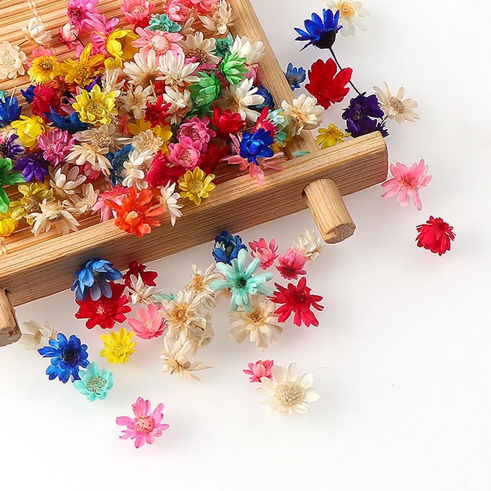 Natural Dried Flowers DIY Materials Colorful Star Flower Heads No Stem Small Daisy Dried Flowers Box Bag Packed Craft Decor