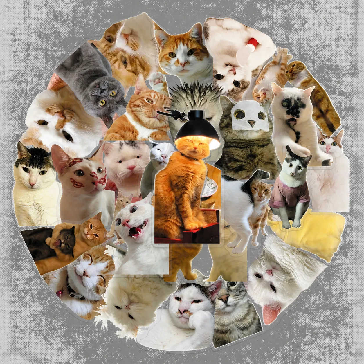Waterproof Transparent Funny Cat Meme Stickers Cute Pet Animal Decals For Luggage Laptop Water Bottle Decoration