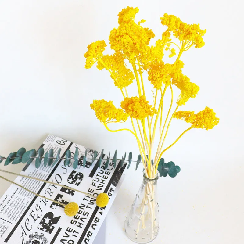 Natural Dried Daisy Flower Bunch Dried Plant For Home Decor Photography Props Aromatherapy Glass Cover Floral Arrangement