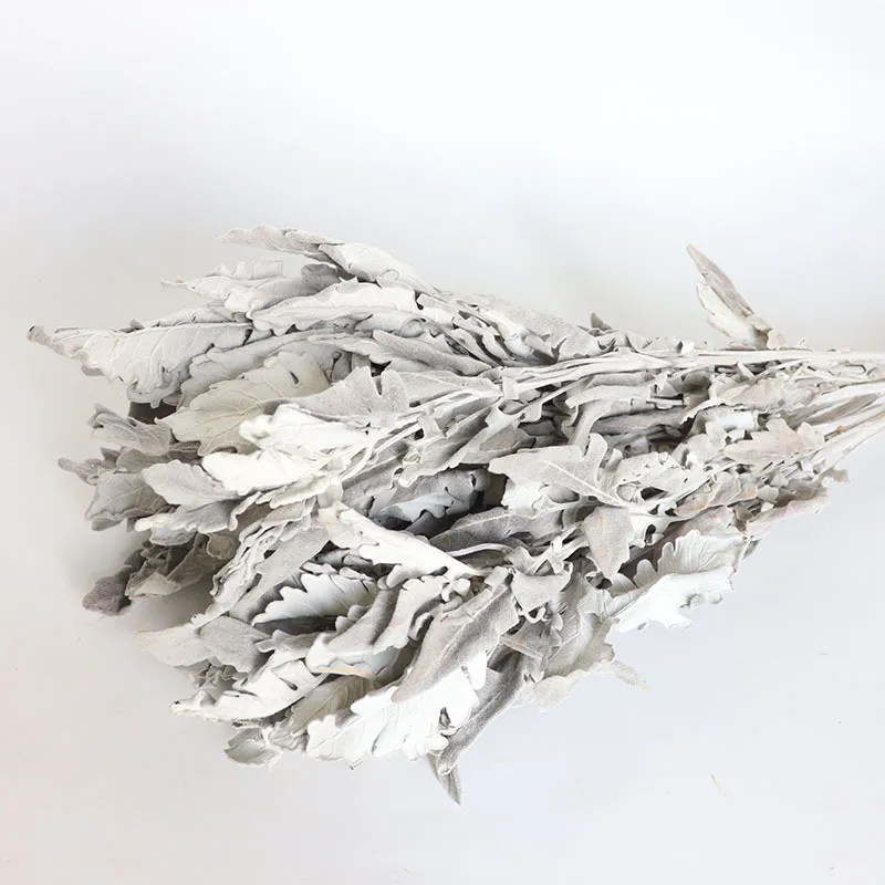 Natural Dried Silver Ragwort Flowers Bunch For Wedding Home Decor Photography Rustic Style Dried Floral Arrangement Home Decor